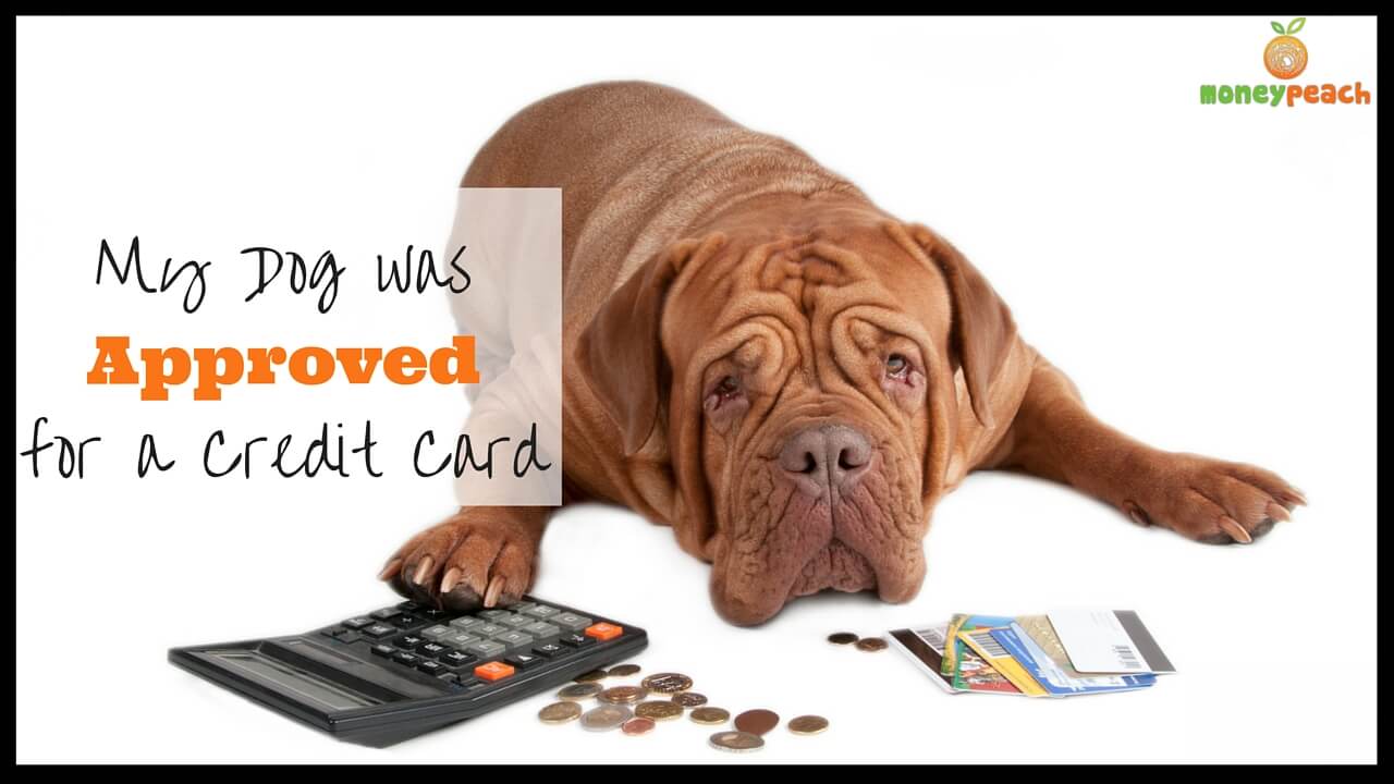 My Dog was Approved for a Credit Card Money Peach