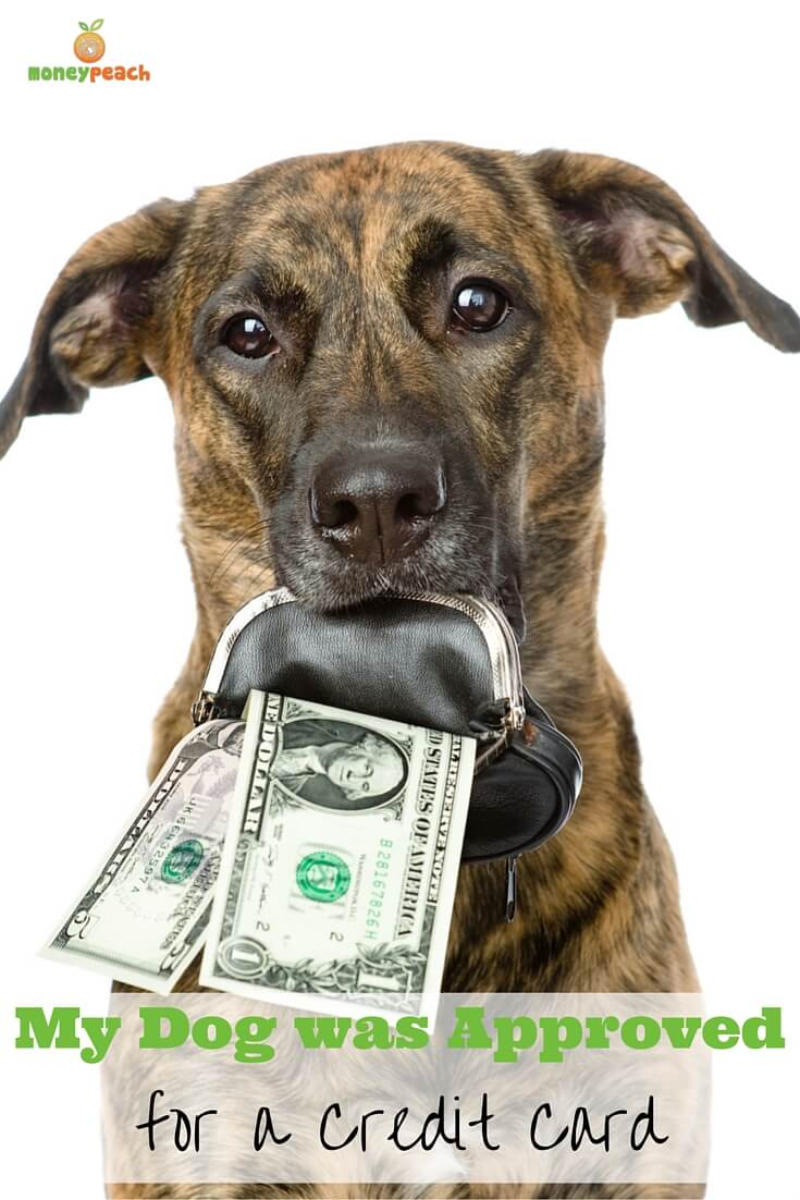 My Dog was Approved for a Credit Card - Money Peach
